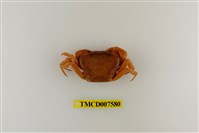 藏品(蔡氏澤蟹)的圖片